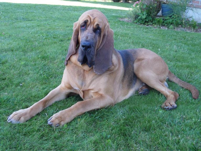 Tout savoir sur le chien de SaintHubert