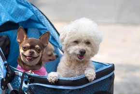 poussette pour chien prix