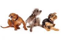 3 chiens qui se grattent
