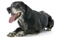 Assurer chien age