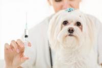 Bichon chez le veterinaire