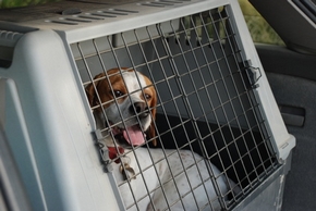 Cage transport