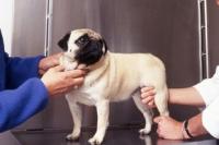 Carlin chez le veterinaire