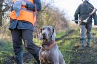 Chien a la chasse
