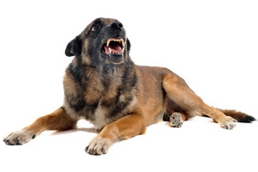 Comportement agressif chez le chien Comportement agressif chez le chien