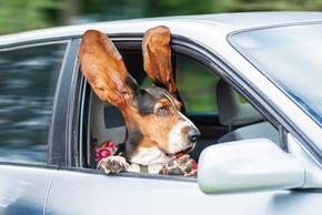 Chien en voiture avec les oreilles en l air