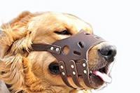 Chien golden avec une museliere
