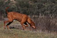 Chien hongrois qui fait du pistage