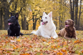 comment apprendre pas bouger a son chien