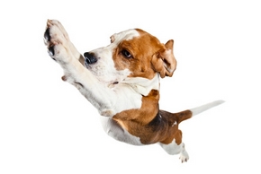 cadeau: image animée chien HOP saute gym ( HTML) 
