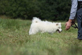 comment apprendre a un chien le rappel