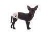 Chihuahua avec une culotte