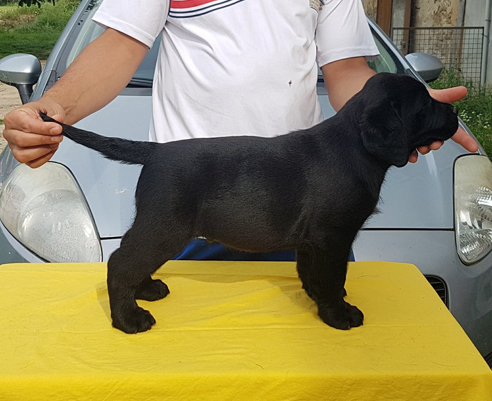 http://www.mouss-le-chien.com/medias/images/chiot-labrador-noir.jpg