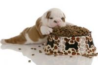 Chiot qui passe aux croquettes