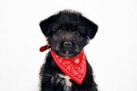 Chiot qui porte un bandana rouge