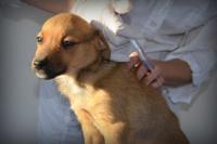 Chiot qui se fait vacciner