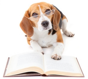 dresser son homme comme un chien