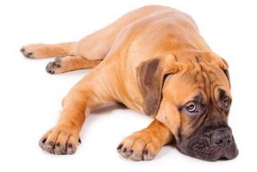 rencontre mon chien
