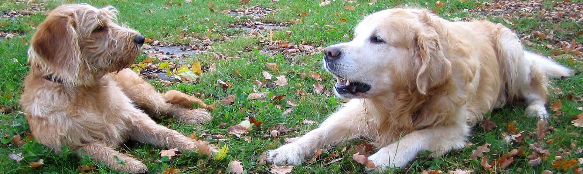 Mouss Le Chien - Le site entièrement dédié à votre chien Mouss Le Chien - Le site entièrement dédié à votre chien