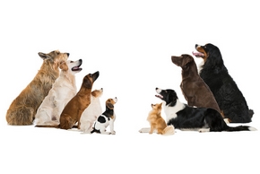 Le différents chiens de travail et comment les dresser Le différents chiens de travail et comment les dresser