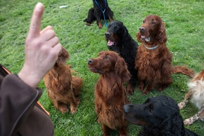 comment apprendre a son chien des ordres
