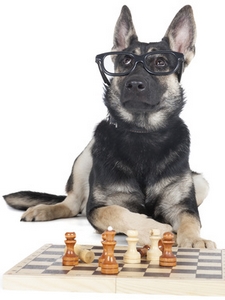 Jouet pour chien