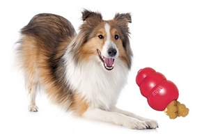 doudou kong chien