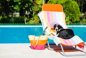 Les accessoires et preventions pour proteger son chien en ete