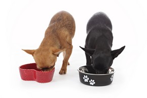 Les gamelles pour chien