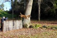 Malinois qui fait du campagne