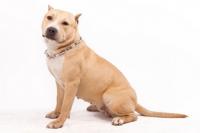 Mutuelles chien categories