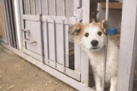 Petit chien a la spa