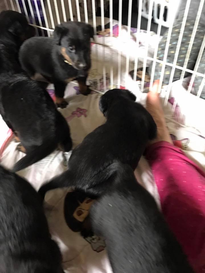 http://www.mouss-le-chien.com/medias/images/portee-de-chiots-labrador.jpg