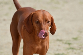Redbone coonhound qui se leche la truffe
