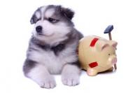 Remboursement mutuelle chien