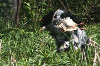 Setter anglais qui fait du field trial