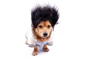 site de rencontre pour chien de race