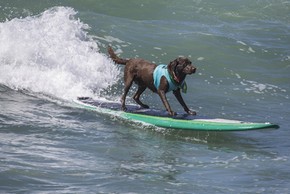Un labrador qui fait sur surf