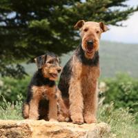 2 Airedales Terrier assis sur un rocher