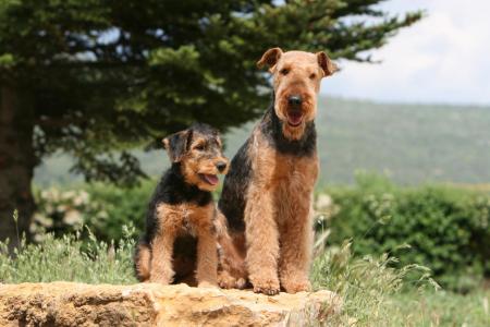 2 airedales terrier assis sur un rocher