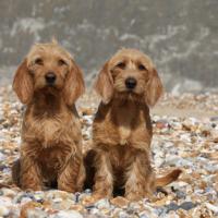 Le Basset Fauve de Bretagne