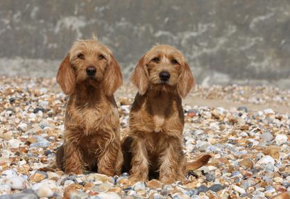 2 basset fauve de bretagne cote a cote