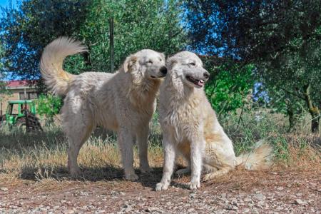 2 bergers de maremme cote a cote