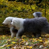 2 Bobtails qui courent dans la fotêt