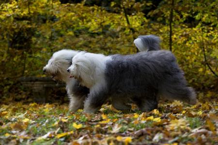 2 bobtail qui courent dans la fotet