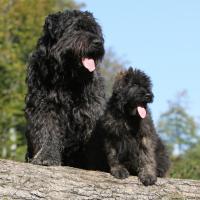 2 Bouviers des Flandres assis sur un tronc d'arbre