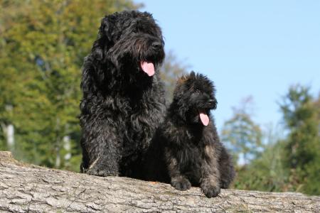 2 bouviers des flandres assis sur un tronc d arbre