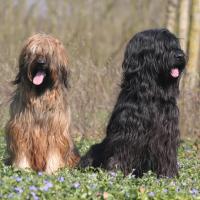 2 Briards assis en forêt