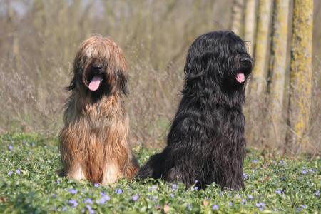 2 briards assis en foret