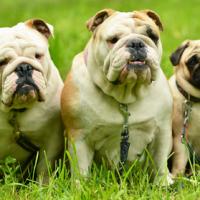 2 Bulldogs Anglais et un Carlin assis sur de l'herbe